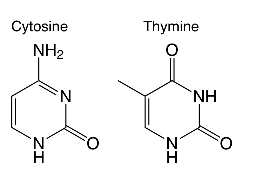 Thymine and Cytosine