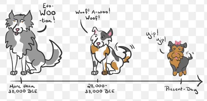 <p>a process where humans intentionally breed certain organisms with desirable traits<span><span> to produce offspring with the same traits.</span></span></p>