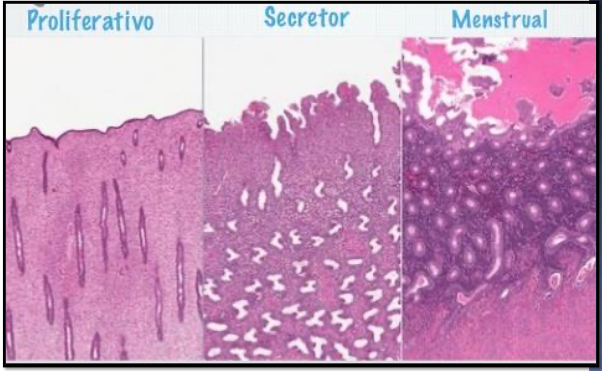 <p><strong>Proliferativa:</strong> Inicia por los estrógenos y secreta colágeno.</p><p></p><p><strong>Secretora:</strong> Endometrio endematoso (hinchado). Las glándulas se vuelven más tortuosas por la acumulación de su secreción: estrógeno y progesterona (solo secreta en esta fase).</p><p></p><p><strong>Mentrual:</strong> Disminuye el estrógeno y progesterona. Se contraen las paredes arteriales causando isquemia; se destruye el epitelio y arterias.</p>