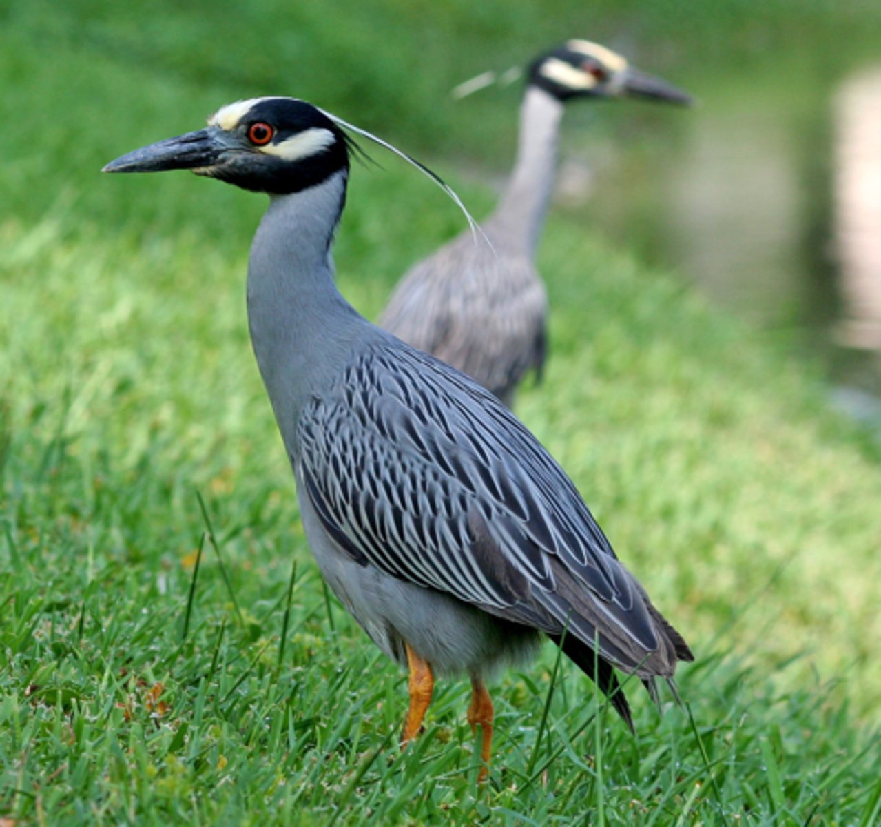 <p>Yellow Crowned Night Heron</p>