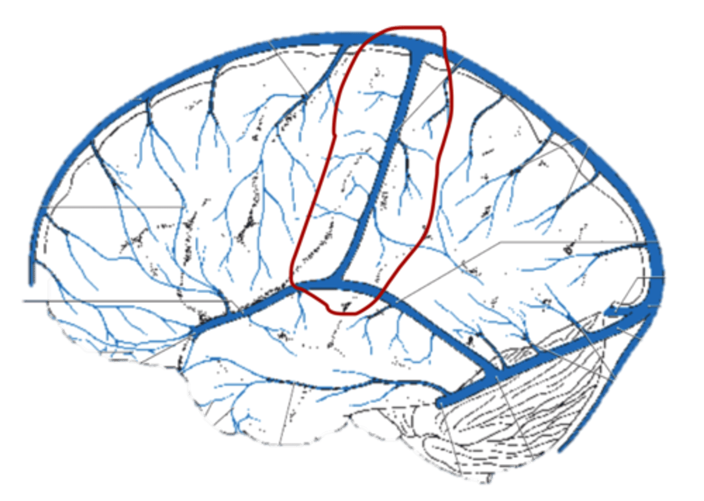 <p>Found superficially right below meninges</p>