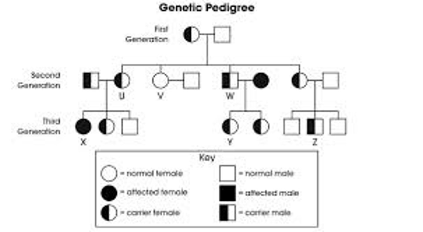 <p>A pedigree chart is a diagram that shows the occurrence and appearance or phenotypes of a particular gene or organism and its ancestors from one generation to the next</p>