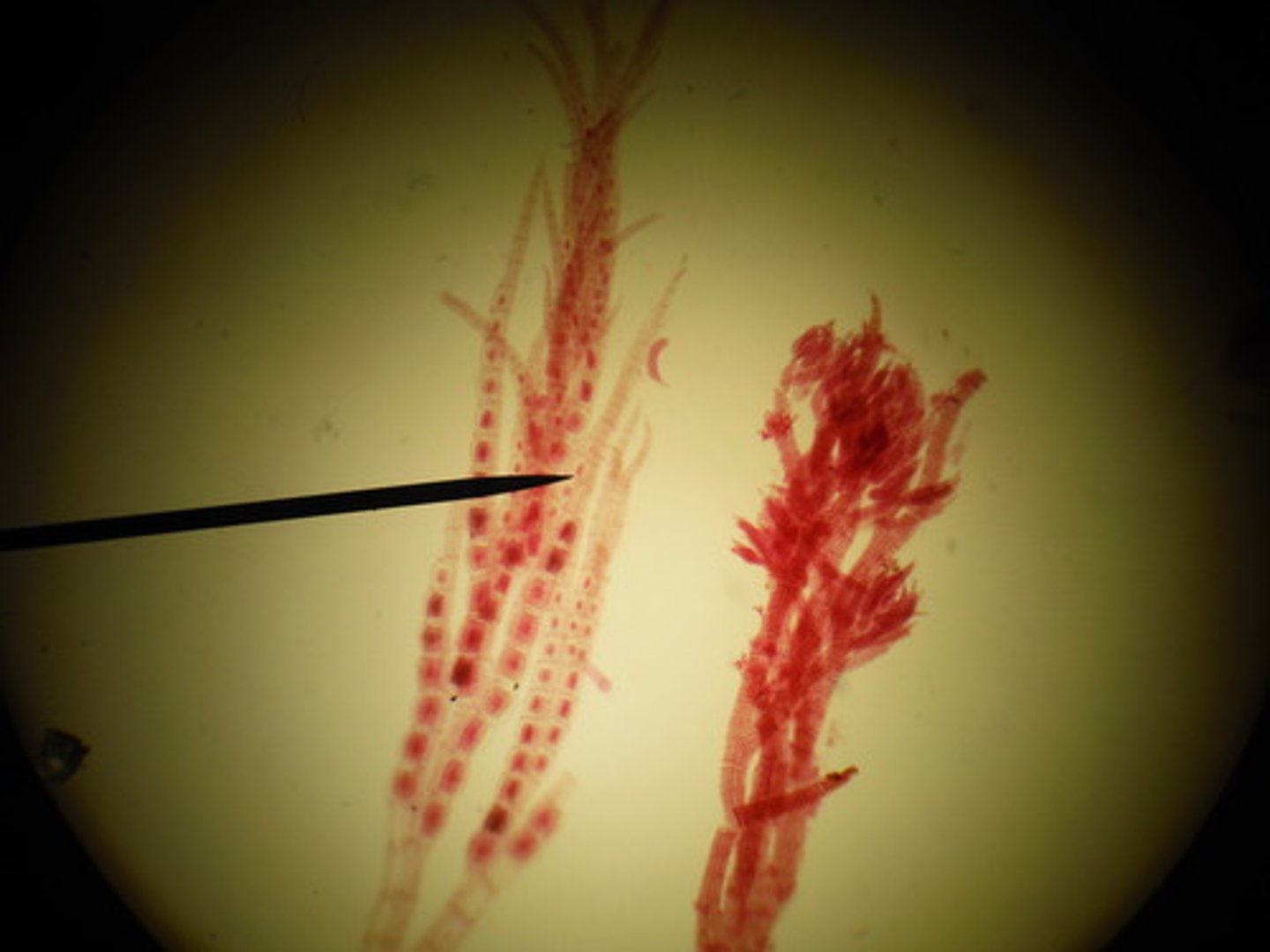 <p>Contains plastids which are photosynthetic organelles that originated from engulfed cyanobacteria</p>