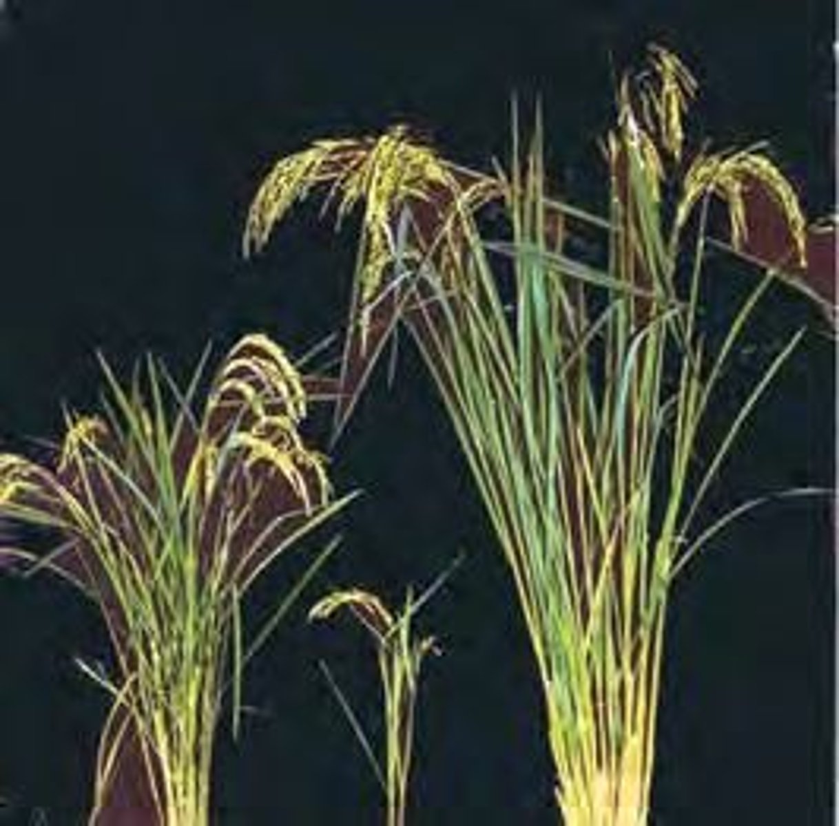 <p>A condition where a species has more than two sets of chromosomes, often leading to speciation.</p>