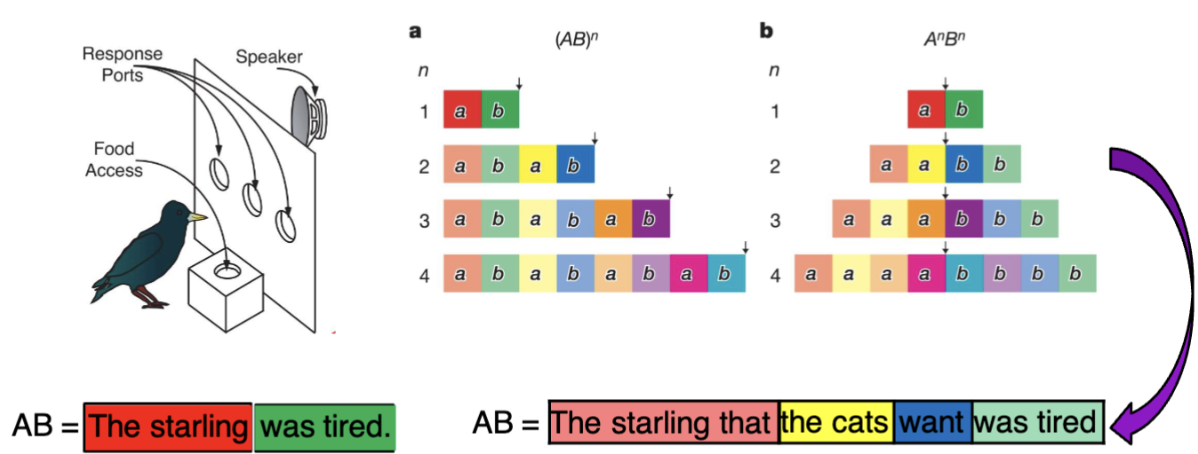 <p>Describe how European Starlings were used to try and show recursion</p>