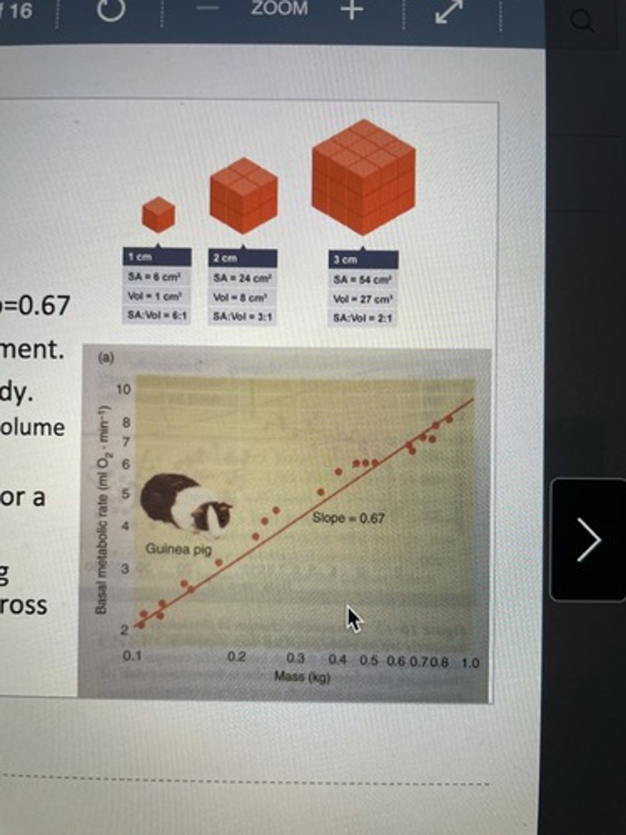 <p>The higher % of cells that're exposed to the environment, the smaller the animal the higher the %, the higher the metabolic rate needed is to be able to warm itself up.</p>
