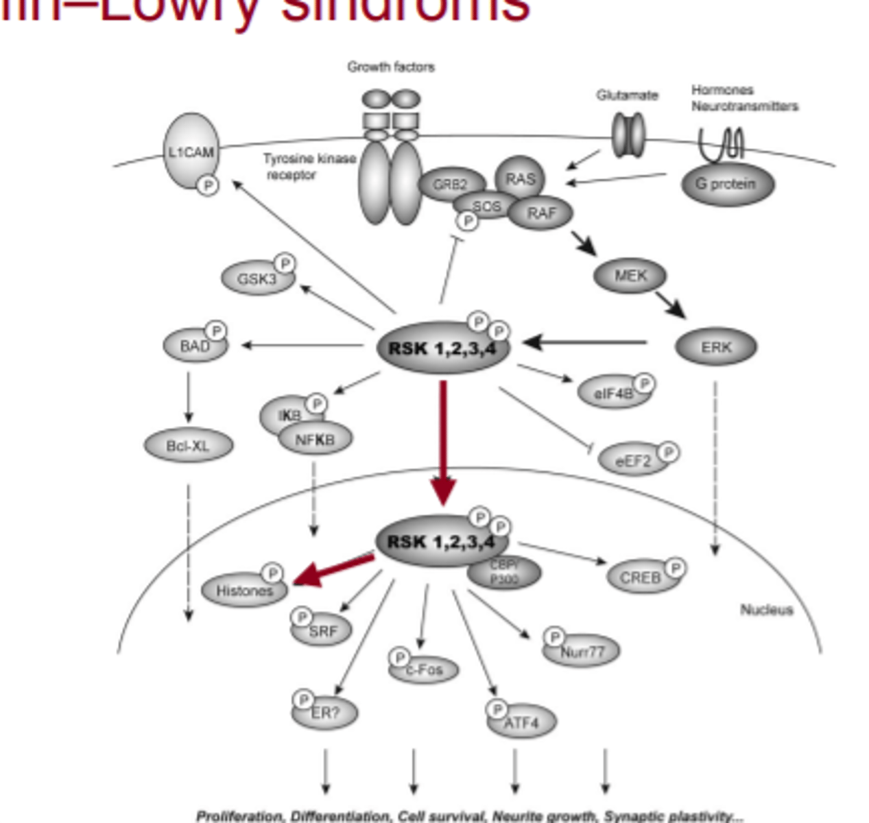 <p>RSK 1,2,3,4 patogēnais alēliskais variants</p><p>- gēns kodē kināzi - fermentu, kas fosforilē dažādus substrātus</p><p>-nenotiek histonu fosforilēšana = notiek hromatīna struktūras izmaiņas = izjaukta gēnu ekspresija</p>