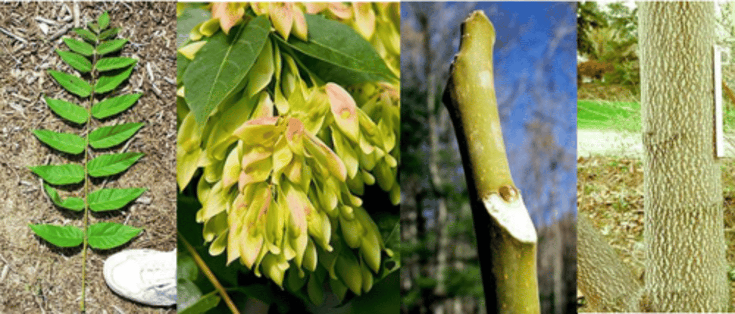 <p>Leaves: alternate, pinnately compound, 18-24" 11-41 leaflets, lanceolate/ovate, truncate at base, ciliate, 2-4 coarse teeth near base. Stems and leaves rank smelling when bruised </p><p>Twigs: thick, medium brown w/ brown pith. Large, shield-shaped or heart-shaped leaf scars. Flat, red terminal bud.</p><p>Flower: dioecious or monoecious yellow green in 12" panicles, arise in June. Male with vile odor. </p><p>Fruit: samara tapering both ends, twisted, yellow orange. </p><p>Bark: mostly smooth, thin, medium gray in color, inner bark is tan colored. </p><p>Form/Silvics: medium-sized tree up to 60 feet tall; stout branches to form a open, very wide crown. Invasive. </p>