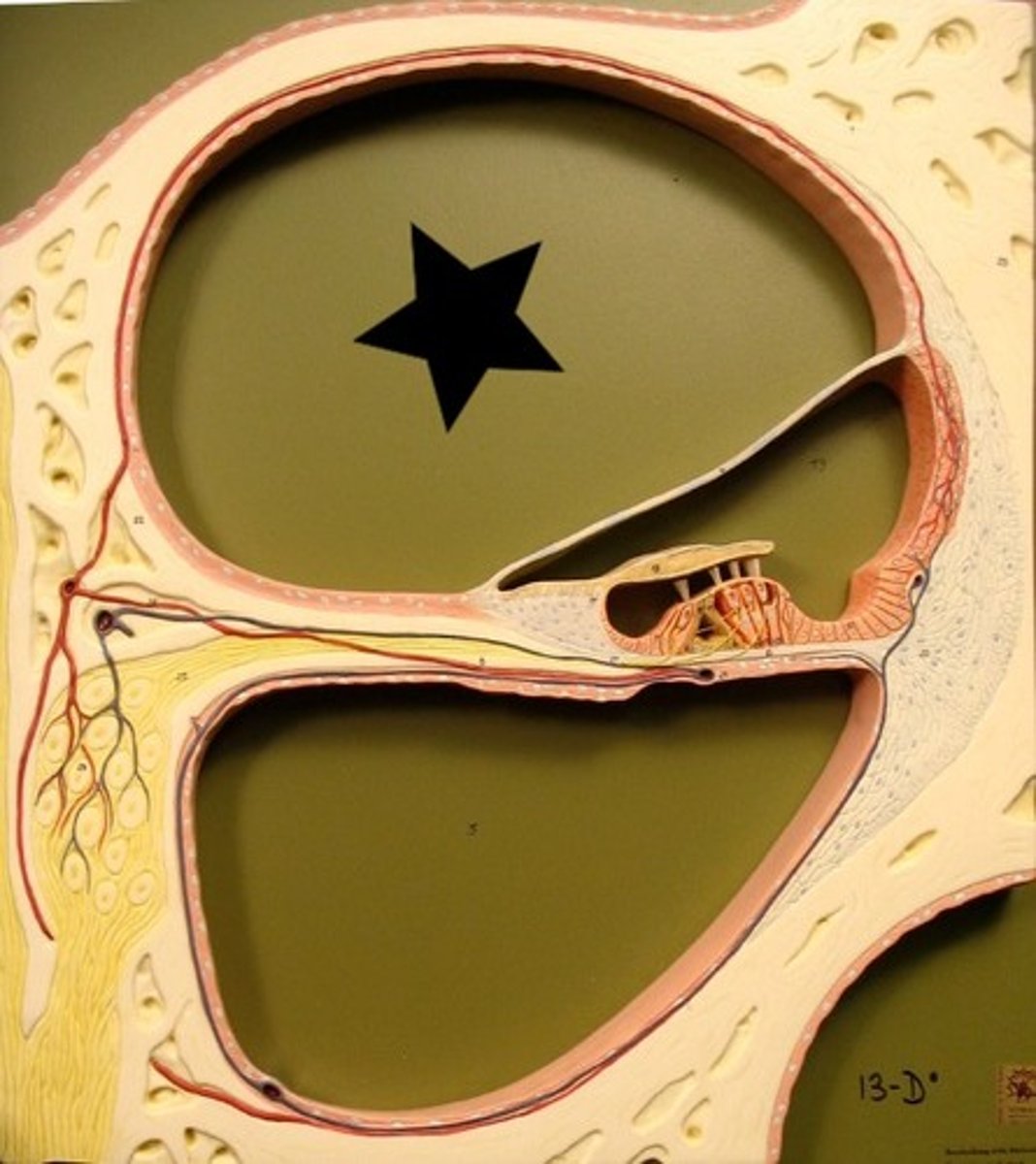 <p>section of cochlea</p>