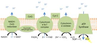 <p><strong>What is Cytochrome c and what is its role in cellular respiration?</strong></p>