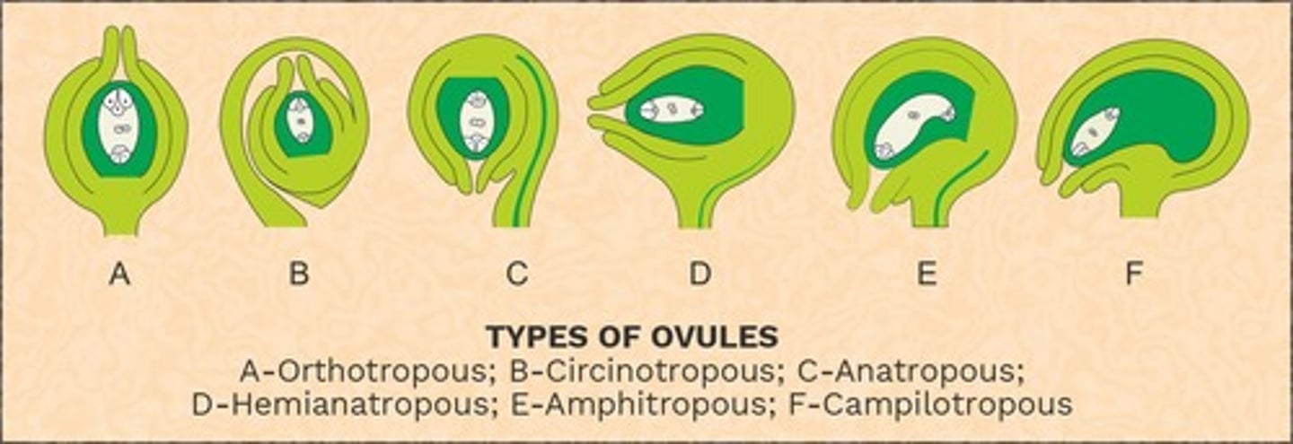 <p>It is the development of megaspores from the megaspore mother cell by meiosis.</p>