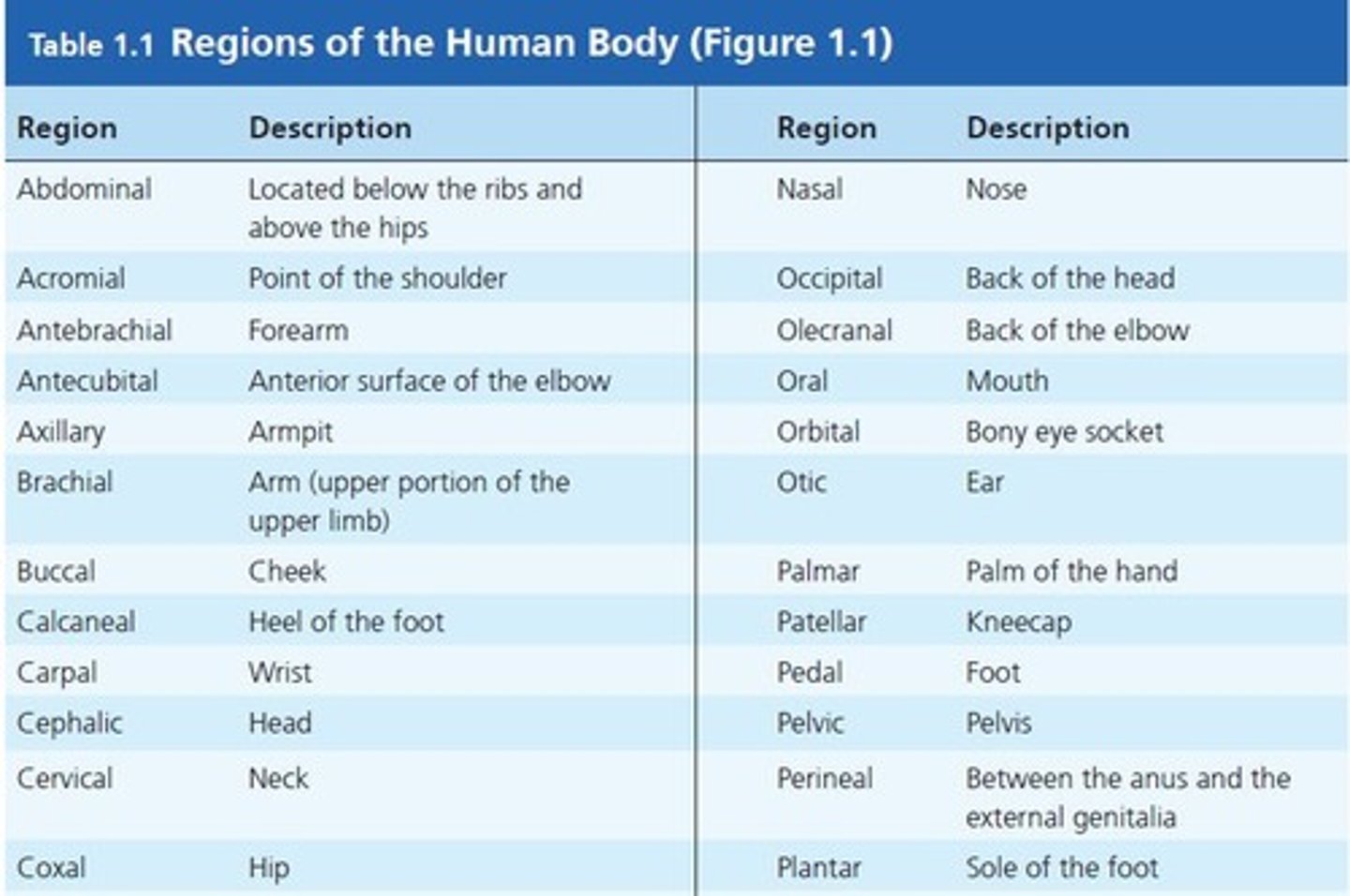 <p>The region located above the stomach.</p>