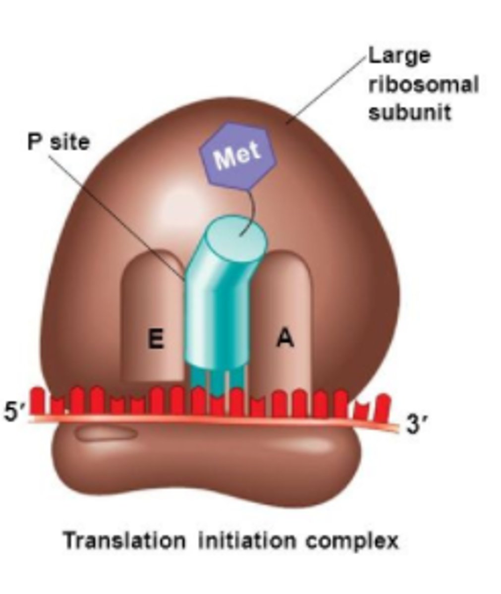 <p>(C) P-site</p><p>UAC is the anticodon for AUG, which is the start codon. This tRNA molecule carries methionine into the P site to start the translation process.</p>