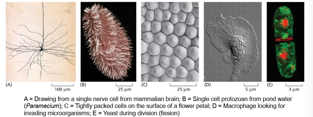 <p>No, cells can vary in appearance and function.</p>
