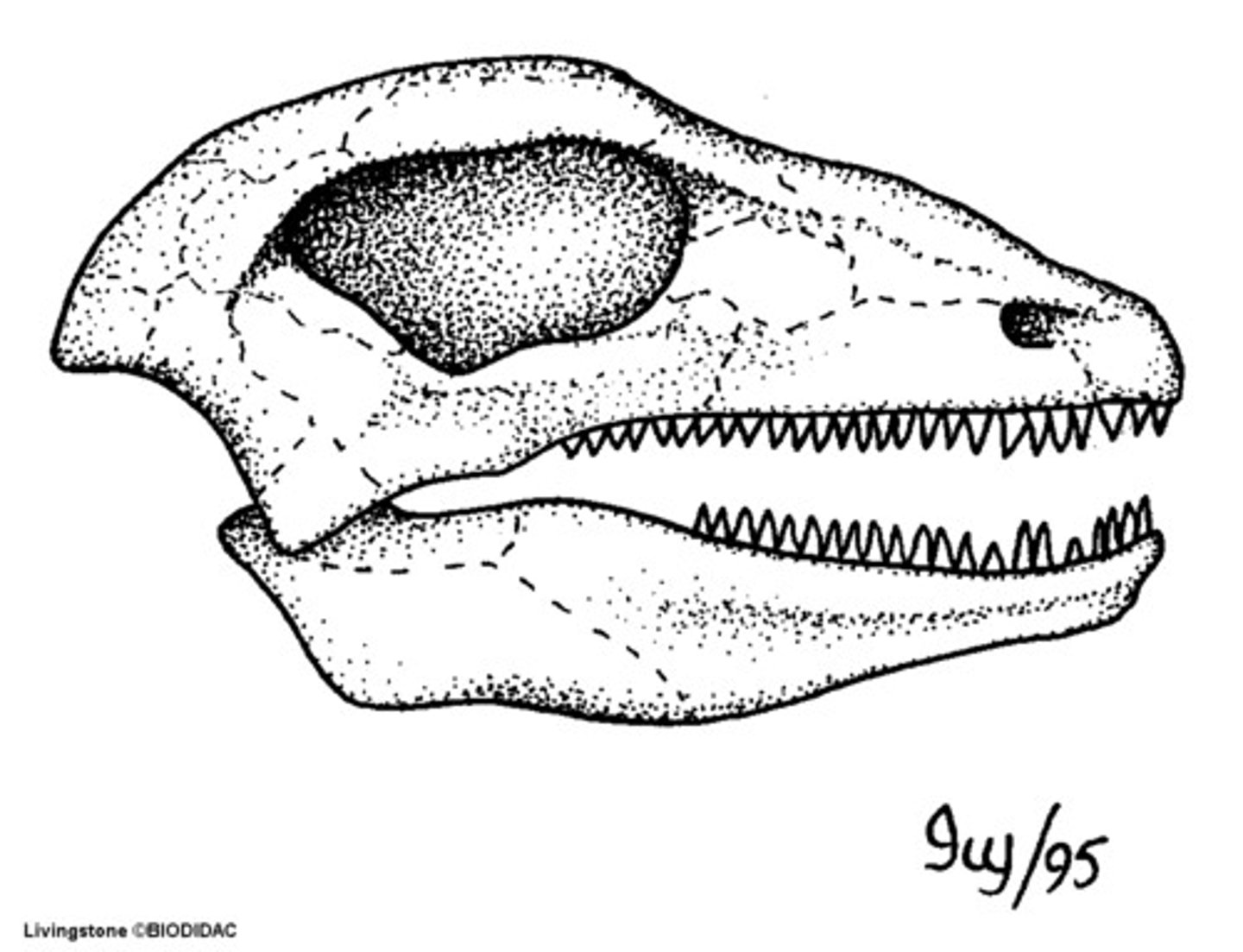 <p>term for mammal have no temporal fenestra</p>