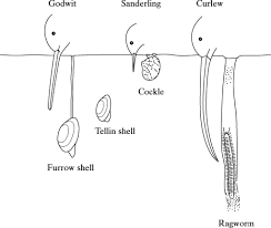 <p>Some birds feed on animals found in mud in estuaries. The drawing shows the heads of three species of these birds and their prey.<br>Use the information in the drawing to explain how interspecific competition between the birds is reduced. (2 marks)</p>