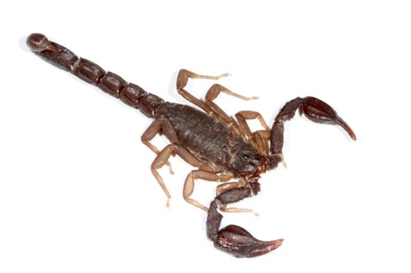 <p>Abdomen with segmented stinger</p><p>4 pairs of legs</p><p>Pedipalps very large and claw-like</p>