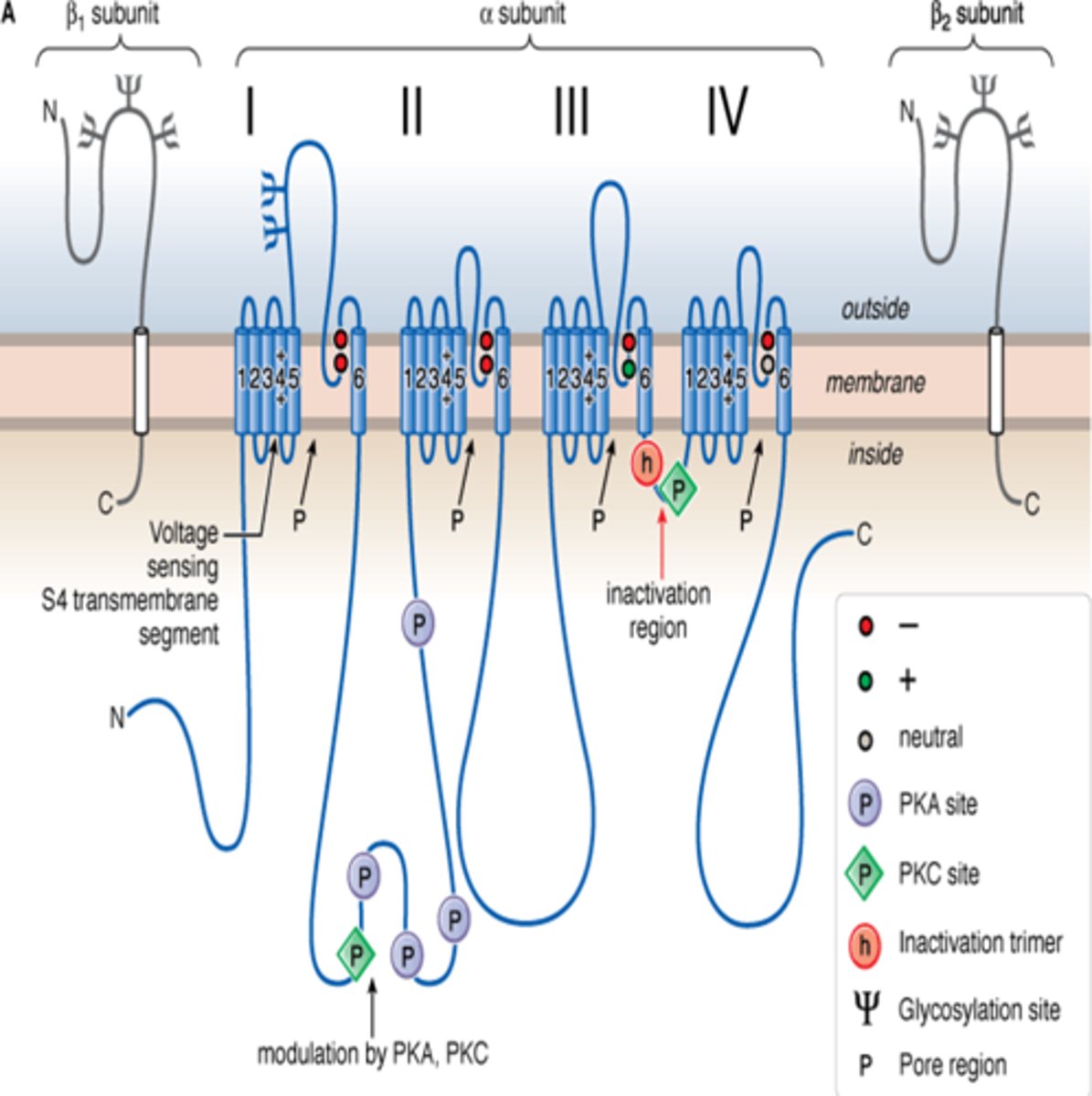 <p>*Diagram is for Na⁺ channel</p><p>Sodium channels have an α subunit which is the main channel, and 2 β subunits.</p><p>K⁺ channels have 4 α subunits and 1 β subunit.</p><p>→α subunits are the channel, β subunits regulate the channel function.</p>
