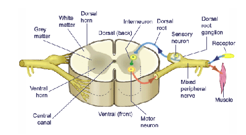 <p>2 pathways: </p><ol><li><p>dorsal root </p></li><li><p>ventral root </p></li></ol><p></p>