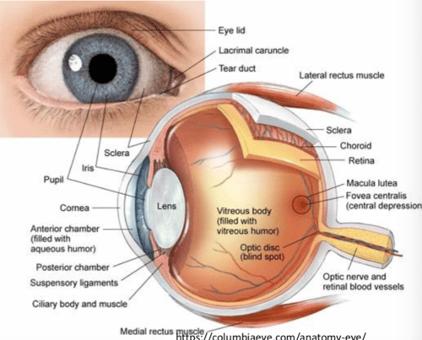 <p>- Vitreous body</p><p>- Retina</p><p>- Macula</p><p>- Fovea</p>