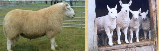 <ul><li><p><span style="color: rgb(0, 0, 0);">Hardy constitution.</span></p></li><li><p><span style="color: rgb(0, 0, 0);">Primarily a meat sheep</span></p></li><li><p><span style="color: rgb(0, 0, 0);">White faced, wool free head and legs.</span></p></li><li><p><span style="color: rgb(0, 0, 0);">Pricked ears, black nose and black hooves..</span></p></li><li><p><span style="color: rgb(0, 0, 0);">Long-wool breed, preferred by mills because of its fineness, crimp and length.</span></p></li><li><p><span style="color: rgb(0, 0, 0);">Rams: 160 – 200 lbs.</span></p></li><li><p><span style="color: rgb(0, 0, 0);">Ewes: 120 – 160 lbs.</span></p></li></ul><p></p>