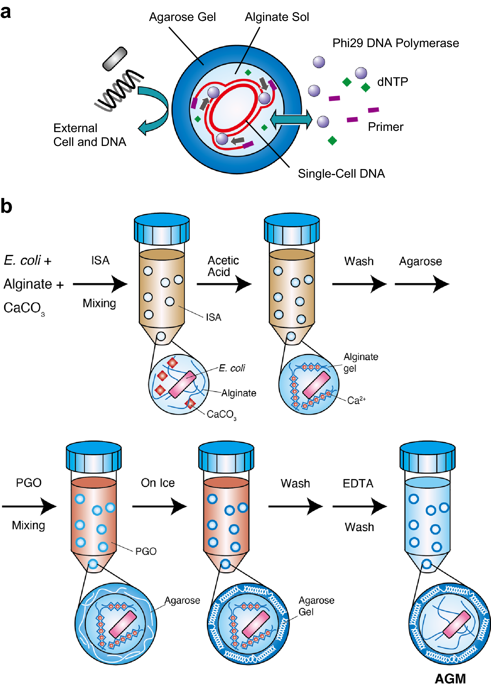 <p>Encapsulation:</p><p>Preparation of Beaded Agarose Media</p>