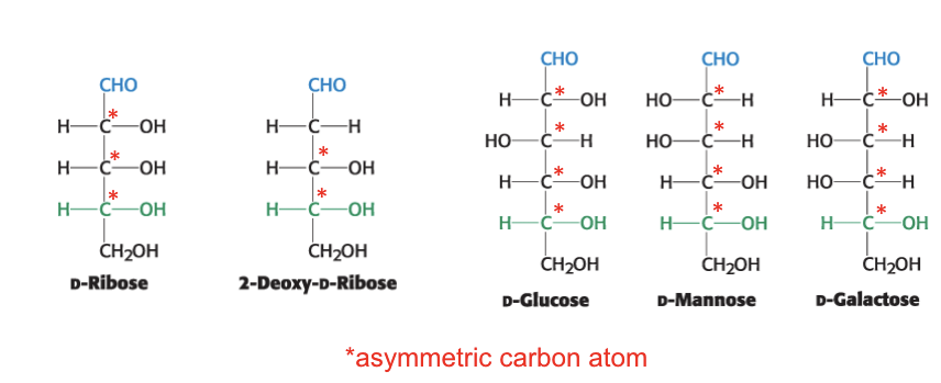 <p>have multiple asymmetric carbon atoms</p>