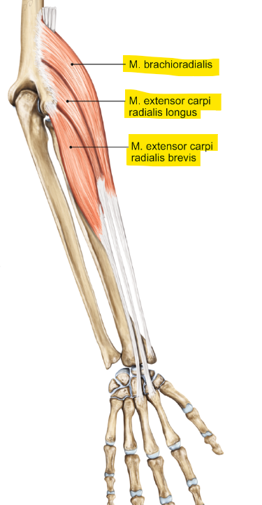 <p>m. brachioradialis</p><p>loopt van de humerus (brachialis) naar de radius</p><p>functie = flexie van de elleboog en extensie van de pols</p>