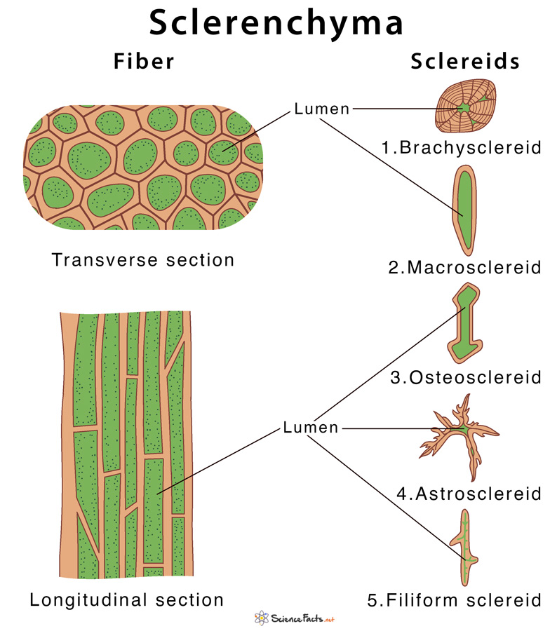 <p>Sclerenchyma</p>