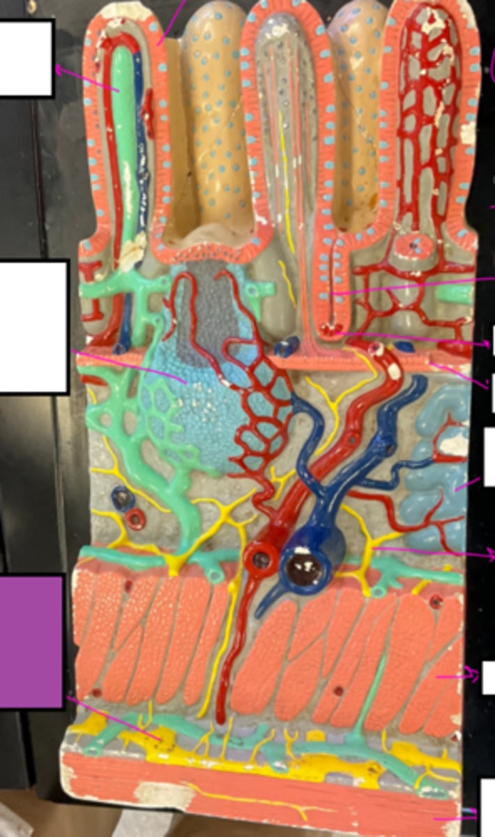 knowt flashcard image