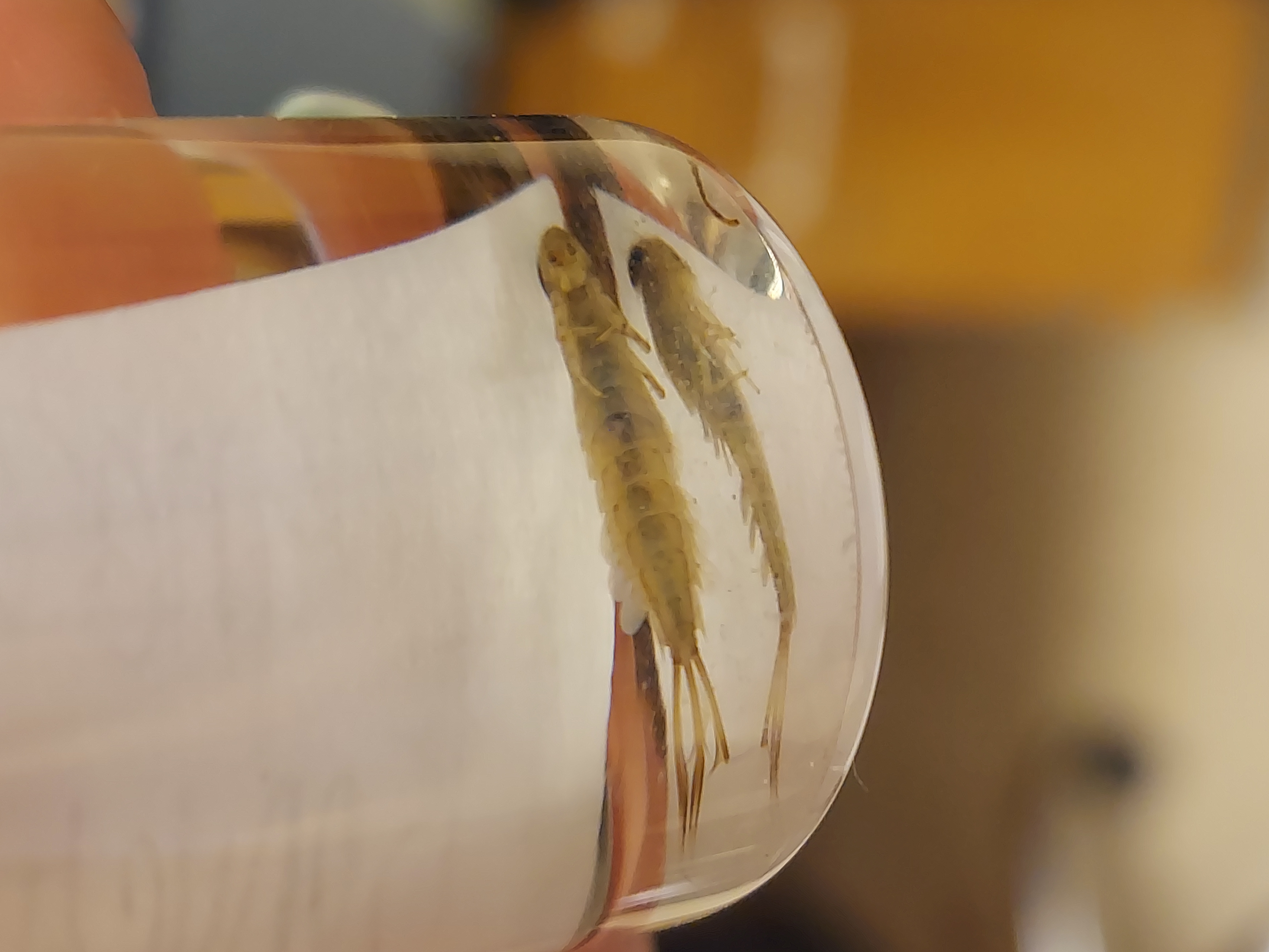 <p>6 jointed legs</p><p>Wing pads</p><p>Most with 3 prominent caudal filaments, some with 2</p><p>Lateral gills ONLY on abdomen</p>