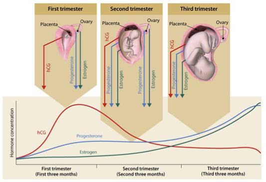 <ul><li><p>1st trimester</p><ul><li><p>hCG (human chorionic gonadotropin) peaks early</p></li><li><p>progesterone and estrogen produced by ovary</p></li></ul></li><li><p>2nd trimester</p><ul><li><p>ovary and placenta produce hormones, with placenta taking over production of progesterone and estrogen</p></li></ul></li><li><p>3rd trimester</p><ul><li><p>placenta produces hCG, progesterone, and estrogen</p></li><li><p>progesterone and estrogen rise throughout pregnancy and reaches peak towards end of 3rd trimester</p><ul><li><p>estrogen peaks right before labor</p></li></ul></li></ul></li><li><p>other hormones:</p><ul><li><p>placental lactogen PL</p></li><li><p>prolactin PRL</p></li><li><p>relaxin</p></li><li><p>corticotropin releasing hormone CRH</p></li></ul></li></ul><p></p>