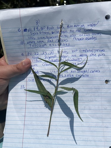 What is this plant?