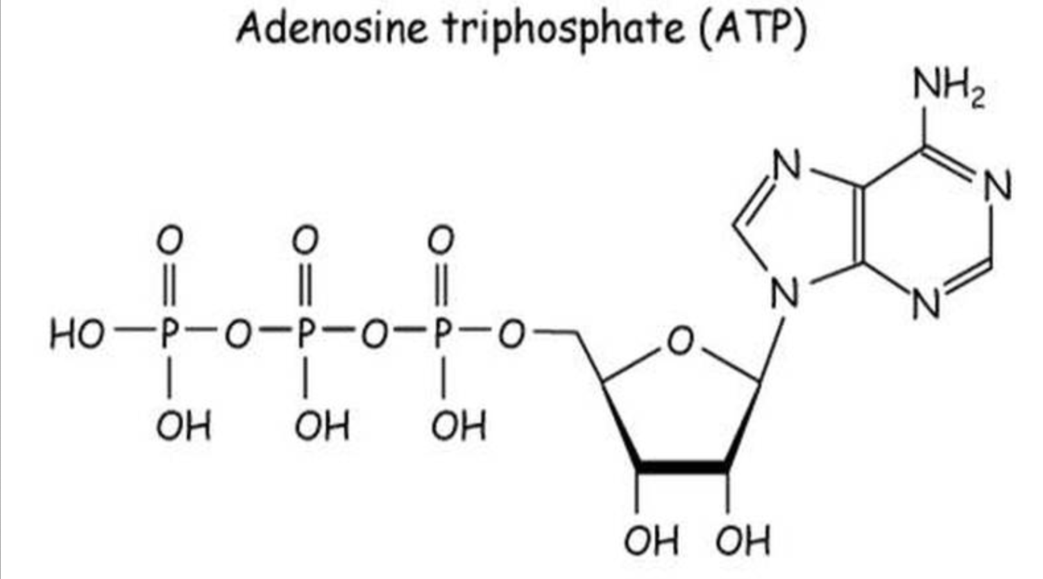 <p>ATP = adenine triphosphate</p><p>structure: </p><ul><li><p>adenine abse </p></li><li><p>ribose sugar</p></li><li><p>3 phosphate groups (hence TRI-phosphate) </p></li></ul><p>hydrolysis: converts ATP —&gt; ADP and a phosphate group </p><ul><li><p>ΔG (free energy) is negative/decreasing, so the reaction is spontaneous </p></li><li><p>water (H2O) is added during hydrolysis and the terminal phosphate group is broken off, releasing energy</p></li></ul>