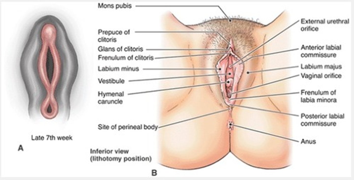 <p>consists of vulva, mons pubis, labia, clitoris, vestibule structures; Note: Female urinary and reproductive tracts are separate.</p>