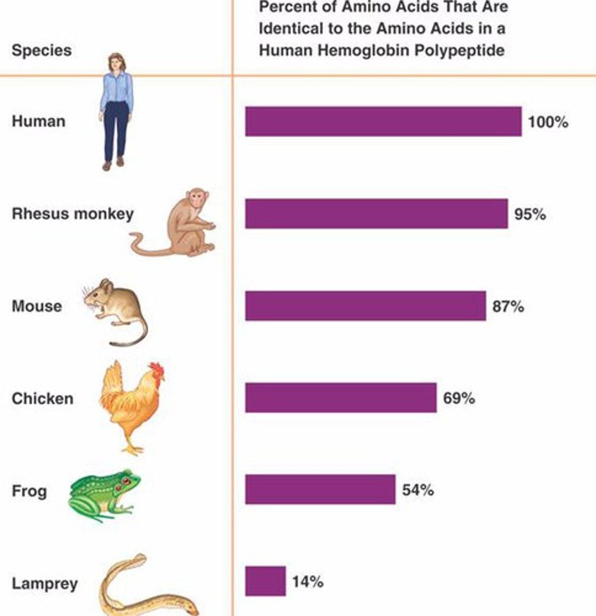 <p>Similarities between organisms at the molecular level due to descent from a common ancestor</p>