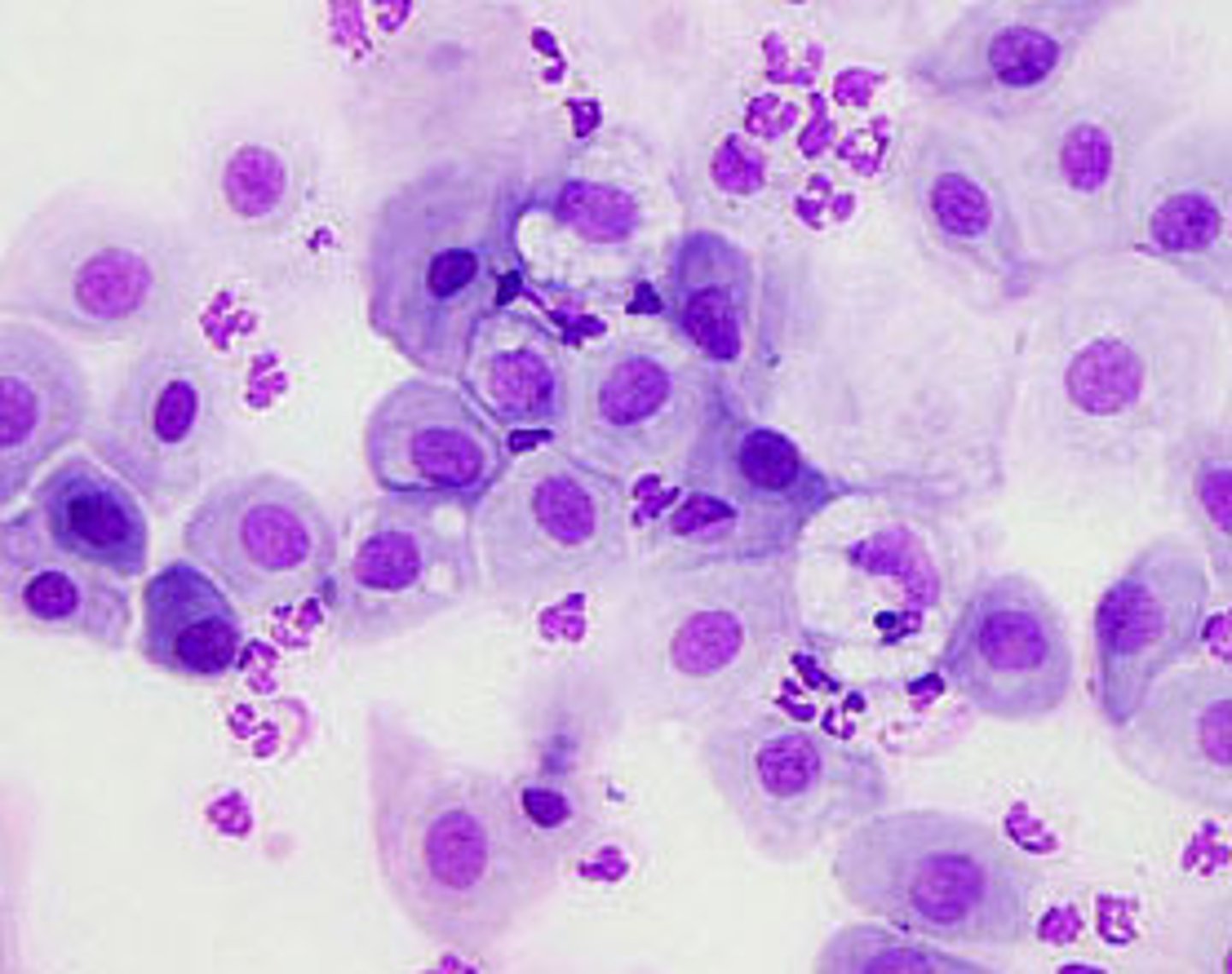 <p>analyzes the internal structure of cells</p>
