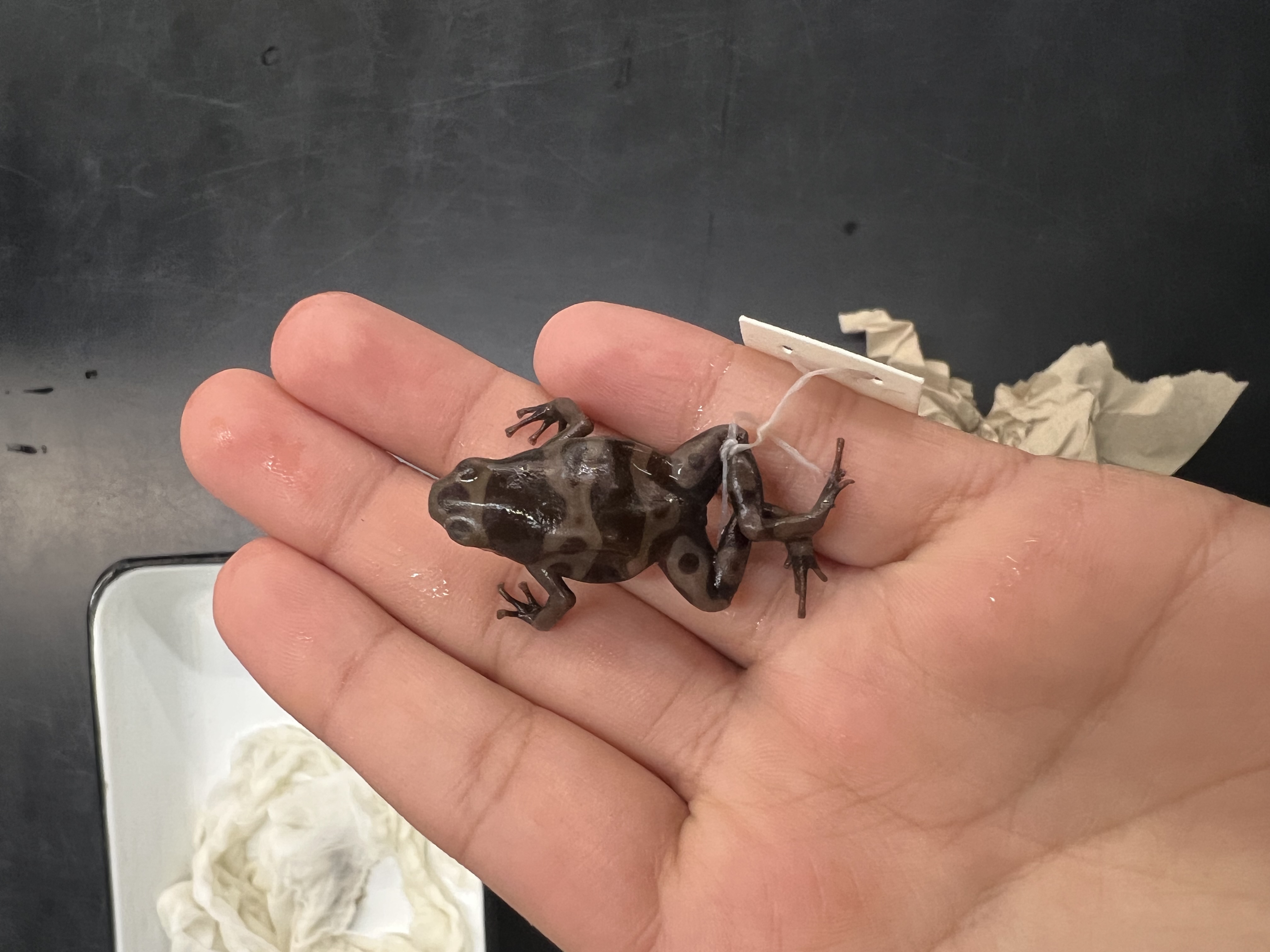 <p>What’s the <strong>family</strong> name?</p>