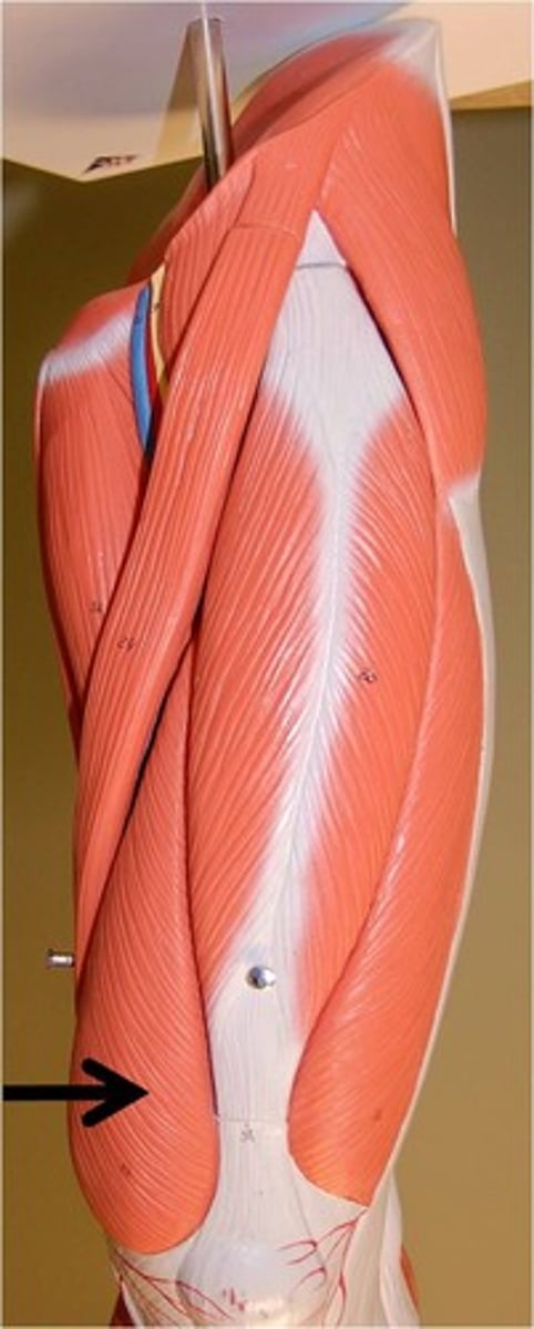 <p>Extension at knee</p>