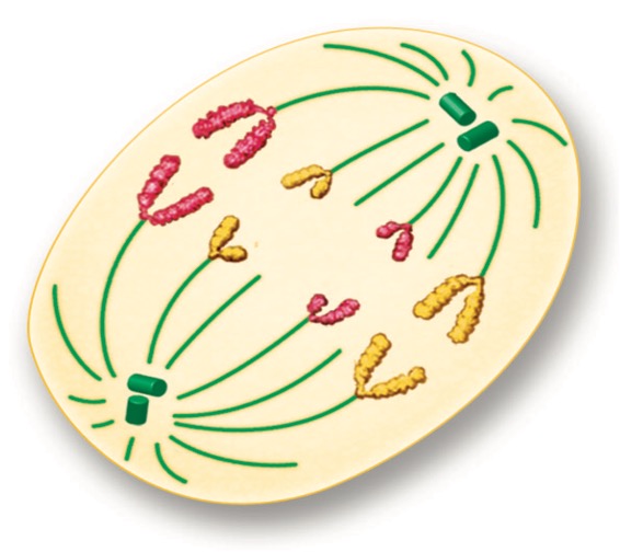 <p>the chromosomes separate and move along spindle fiber to the opposite ends of the cell</p>