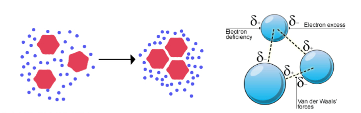 <p>Lipid molecules are able to diffuse freely</p><p>Weak interactions: Van der Waals forces, hydrophobic interactions</p>