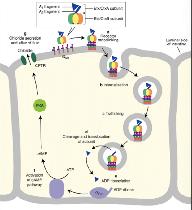 <p><strong>GPCR-Gs: G-protein-coupled receptor</strong></p><ul><li><p>CT → ADPR-GS-GTP; rise in ACase and cAMP</p></li><li><p>rise in cAMP activates PKA</p></li><li><p>PKA phosphorylates CFTR uncontrollably </p></li><li><p>rise in Cl- secretion; rise in Na+ and K+ ions</p></li><li><p>efflux of fluid (water) into intestine</p></li></ul><p></p>
