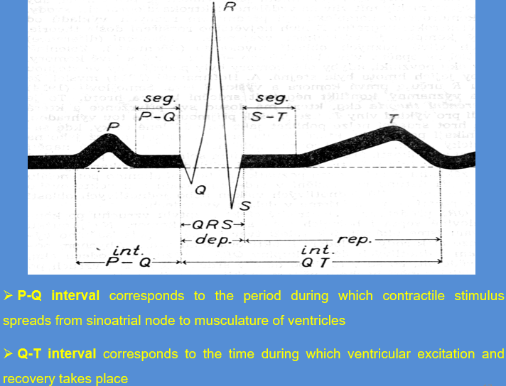 <p><strong>ELECTROCARDIOGRAM = P Q R S T</strong></p><p><strong>P wave </strong>- excitation (<strong><em>depolarization</em></strong>) spreading from sinoatrial node and causing <strong><em>contraction of the atria</em></strong></p><p>in the horse, ox and dog,it is <strong>positive </strong>and sometimes it may be diphasic</p><p>P interval corresponds to the time taken for depolarization of the ventricles to occur and is followed by QRS (ventricular) complex</p><p style="text-align: justify"></p><p><strong>Q wave </strong>- <em><u>small</u> and <u>negative</u></em></p><p><strong>R wave </strong>- more pronounced and <em><u>positive</u></em></p><p><strong>S wave </strong>- negative, <u>similar Q</u></p><p><strong>T wave </strong>– <em><u>positive</u></em>, isoelectric period that follows QRS complex&nbsp; representing repolarization of the myocardium during the last stages of ventricular systole</p><p></p>