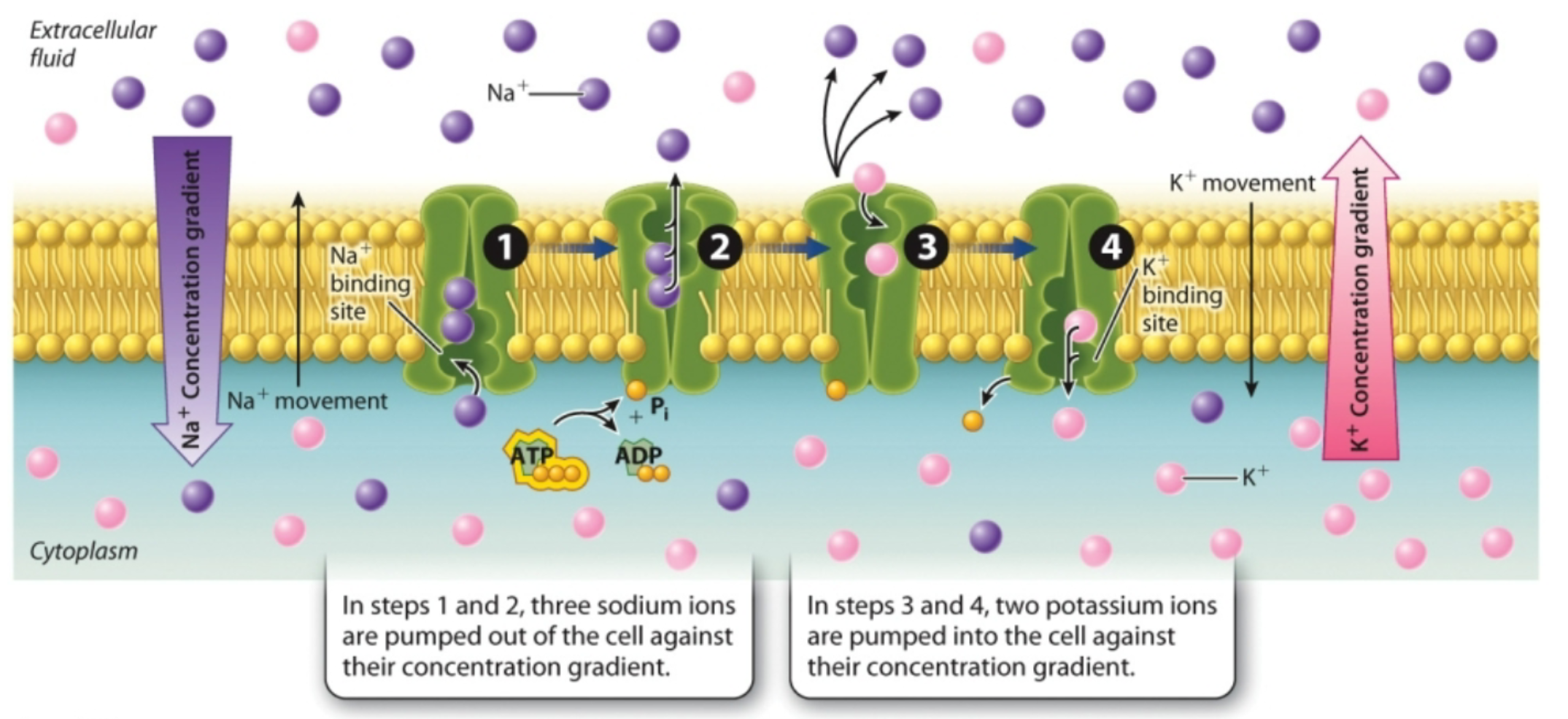 <p>Moves substances against their concentration gradients, requires ATP, performed by specific proteins embedded in the membrane (pumps)</p>
