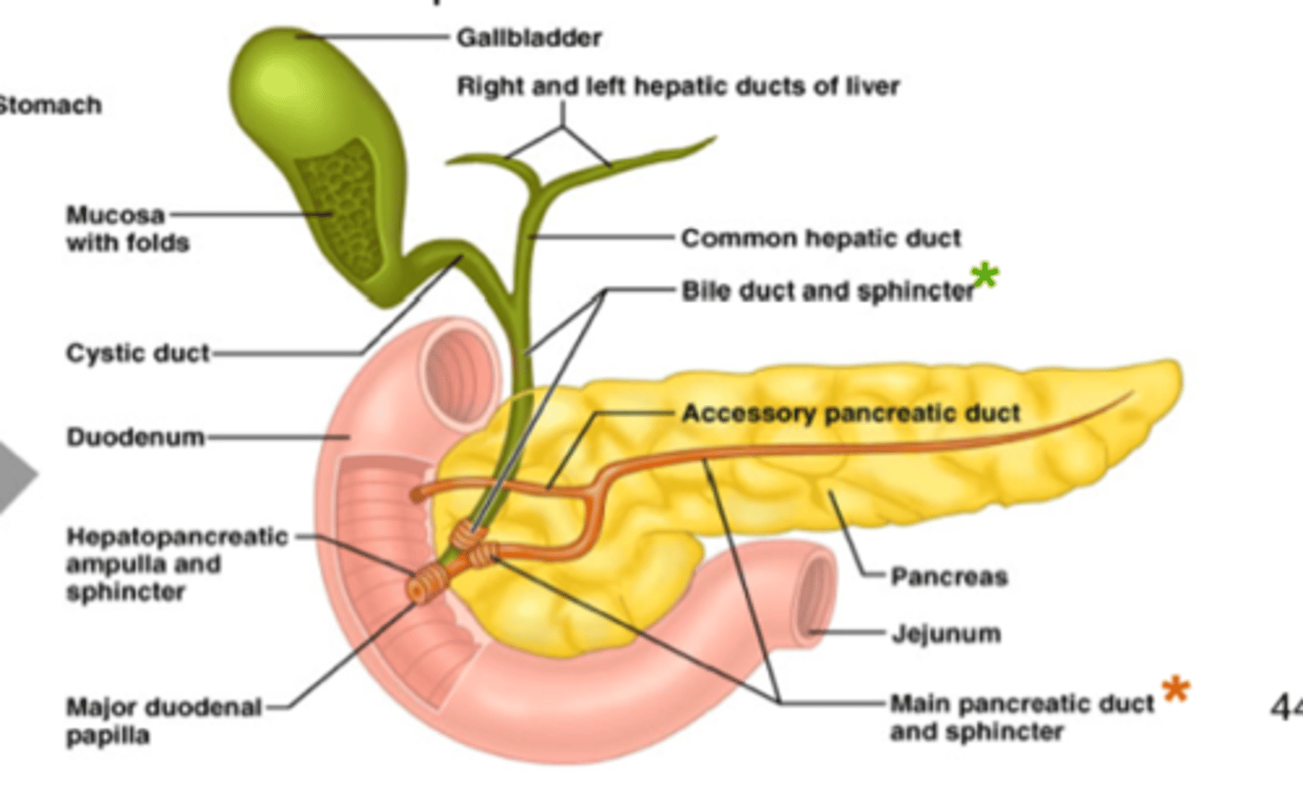 <p>- the short intercalated ducts (from acini) unite and drain into a network of intralobular collecting ducts - intralobular collecting ducts drain into interlocular ducts and into the main pancreatic duct</p><p>- the pancreatic duct runs the length of the pancreas and unites with the common bile duct to form the hepatopancreatic ampulla of Vater</p><p>- this structure opens into the duodenum via the major duodenal papilla</p>