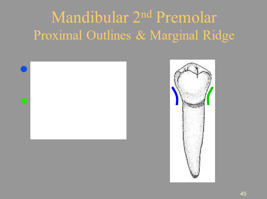 <p>From the picture shown, label the structures of the Mandibular 1st Premolar of the Lingual View respectively.</p><ul><li><p><span style="color: blue">1 =</span></p></li><li><p><span style="color: green">2 =</span></p></li></ul>