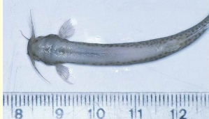 <p>Candiru AKA vampire catfish</p>