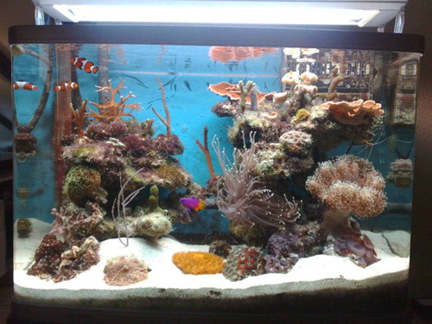 <p>aquarium</p>