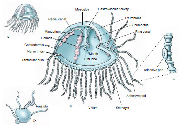 <p>body form of cndarias with no attachment to substrates</p><p>tentacles around the margin of a bell and around mouth </p><p>oral arms produtude from mouth </p><p>mouth located at tip of manubirum </p><p>swimming: bell propulsion </p>