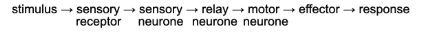 <p>The pathway of neurons involved in a reflex action</p>